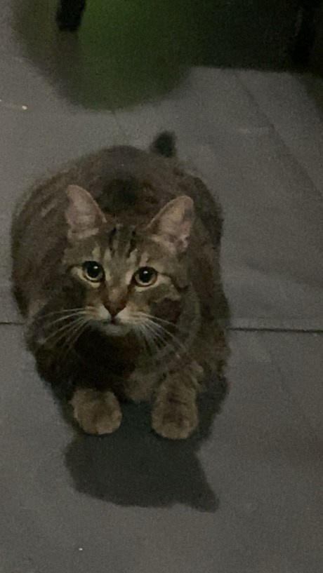 Kat Europese korthaar of huiskat