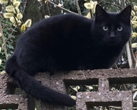 Kat Europese korthaar of huiskat