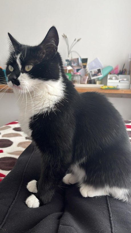 Kat Europese korthaar of huiskat