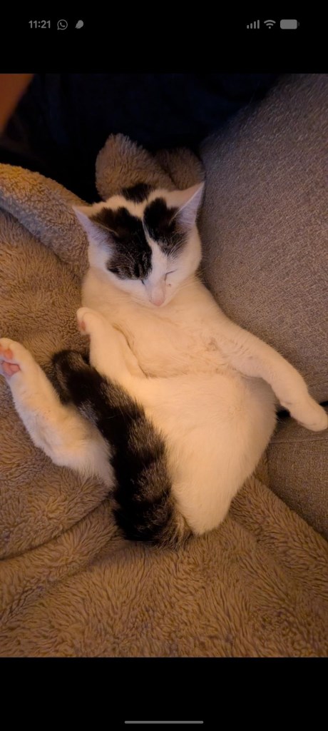 Kat Europese korthaar of huiskat