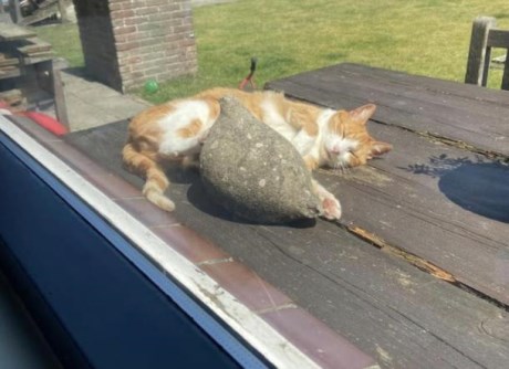 Kat Europese korthaar of huiskat