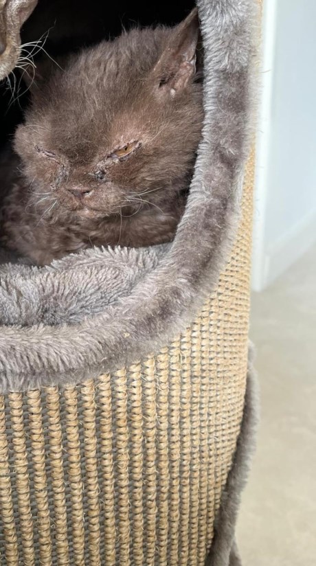 Kat Europese korthaar of huiskat