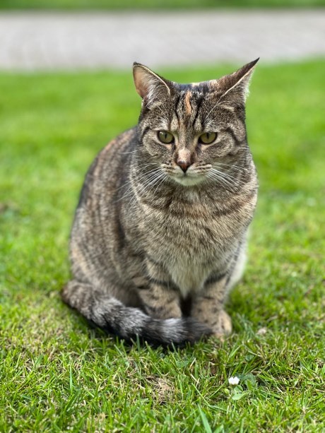 Kat Europese korthaar of huiskat