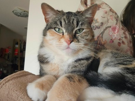 Kat Europese korthaar of huiskat