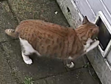 Kat Europese korthaar of huiskat