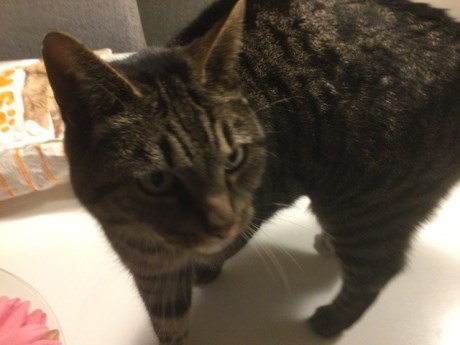 Kat Europese korthaar of huiskat