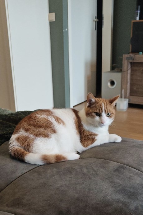 Kat Europese korthaar of huiskat