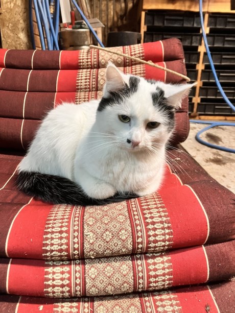 Kat Europese korthaar of huiskat