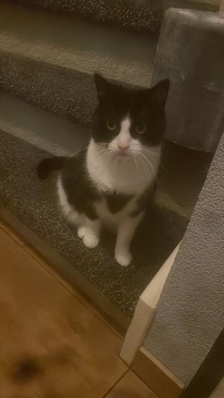 Kat Europese korthaar of huiskat