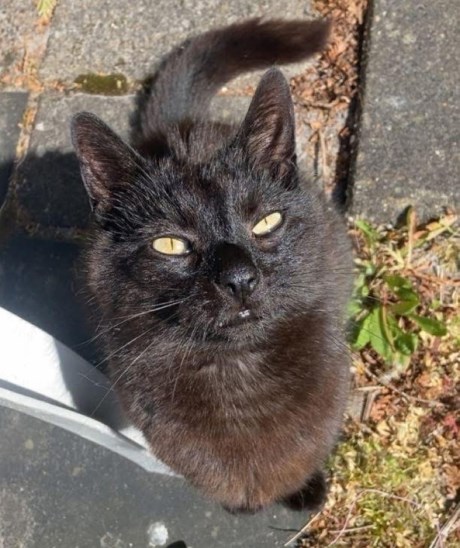 Kat Europese korthaar of huiskat