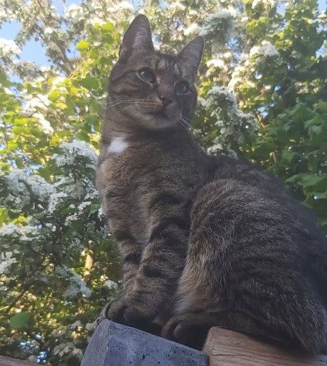 Kat Europese korthaar of huiskat