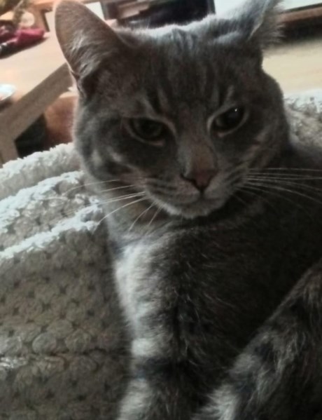 Kat Europese korthaar of huiskat