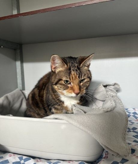 Kat Europese korthaar of huiskat