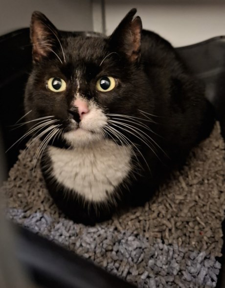 Kat Europese korthaar of huiskat