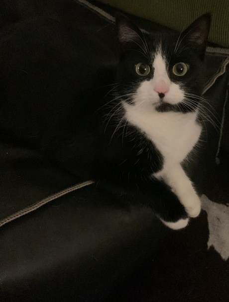 Kat Europese korthaar of huiskat