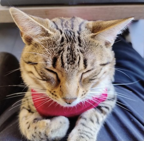 Kat Europese korthaar of huiskat