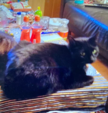 Kat Europese korthaar of huiskat