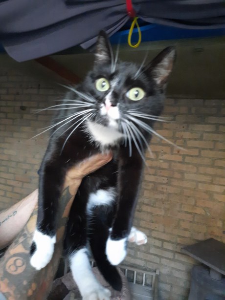 Kat Europese korthaar of huiskat