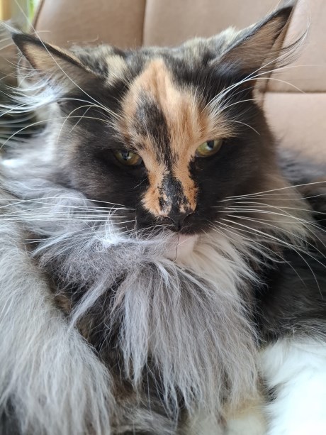 Kat Maine Coon