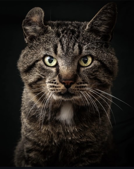 Kat Europese korthaar of huiskat