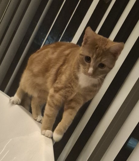 Kat Europese korthaar of huiskat