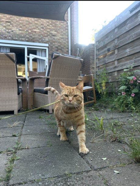 Kat Europese korthaar of huiskat