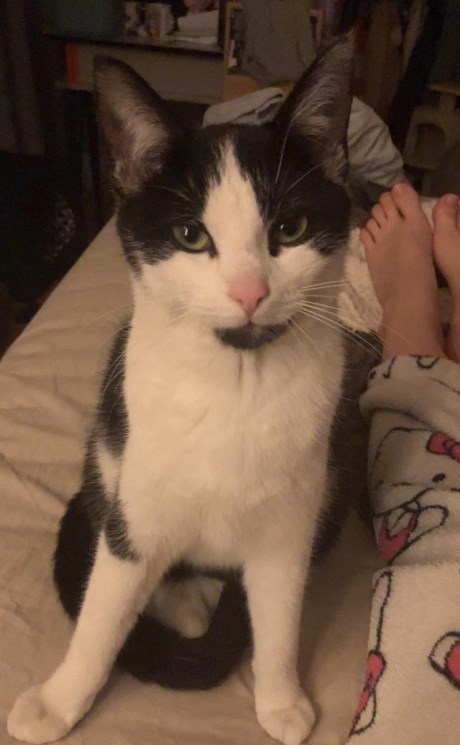 Kat Europese korthaar of huiskat