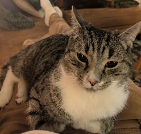 Kat Europese korthaar of huiskat