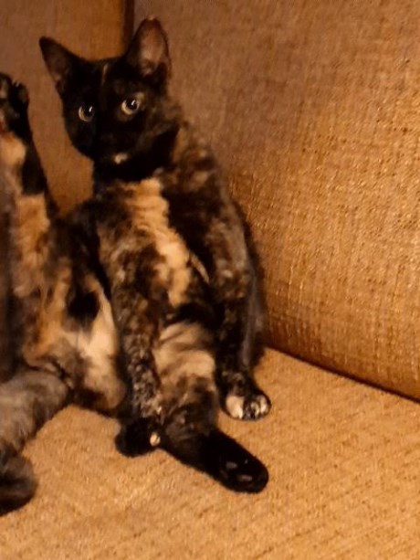 Kat Europese korthaar of huiskat