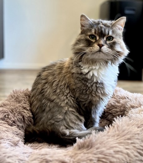 Kat Boskat/Siberisch