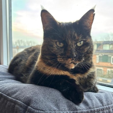 Kat Europese korthaar of huiskat