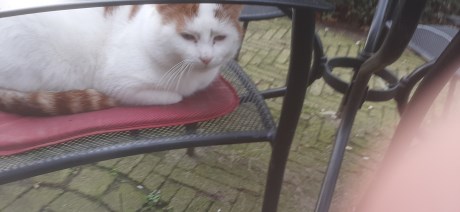 Kat Europese korthaar of huiskat