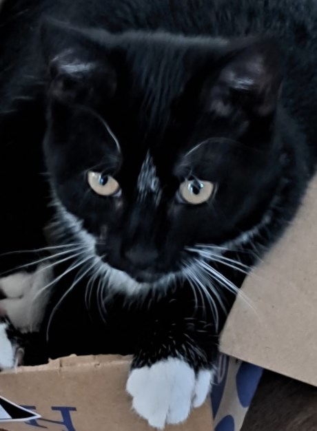 Kat Europese korthaar of huiskat