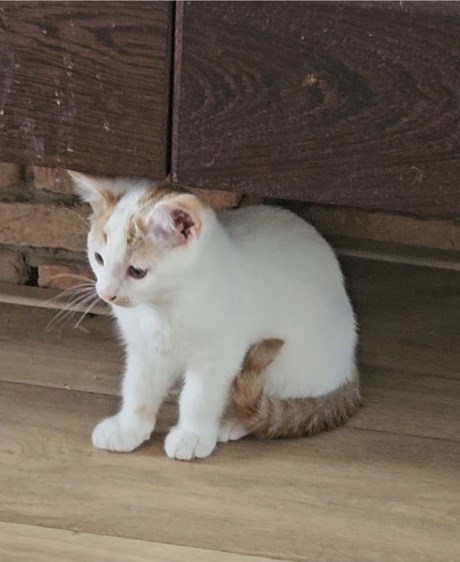 Kat Europese korthaar of huiskat