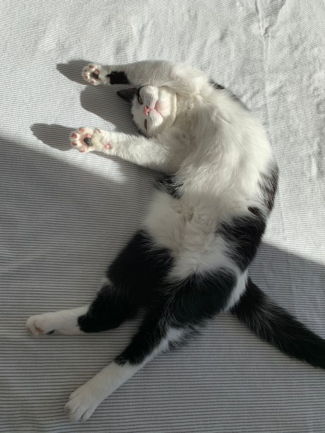 Kat Europese korthaar of huiskat