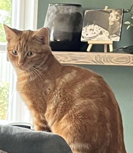 Kat Europese korthaar of huiskat