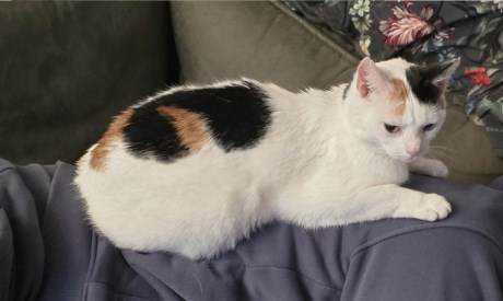 Kat Europese korthaar of huiskat