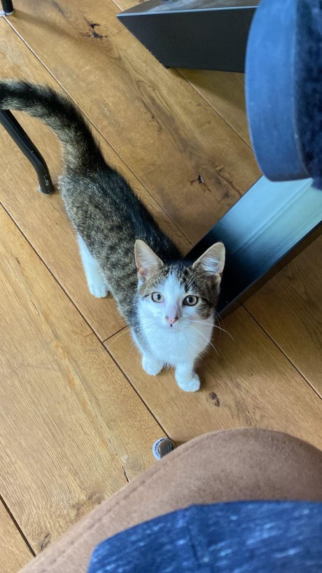 Kat Europese korthaar of huiskat