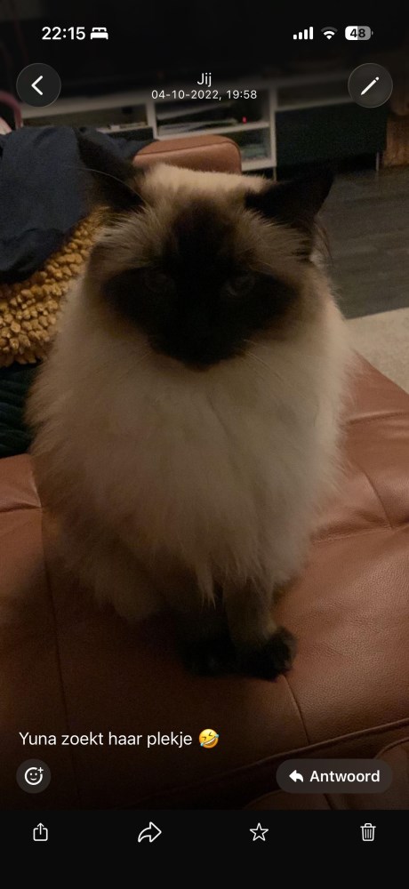 Kat Heilige Birmaan X