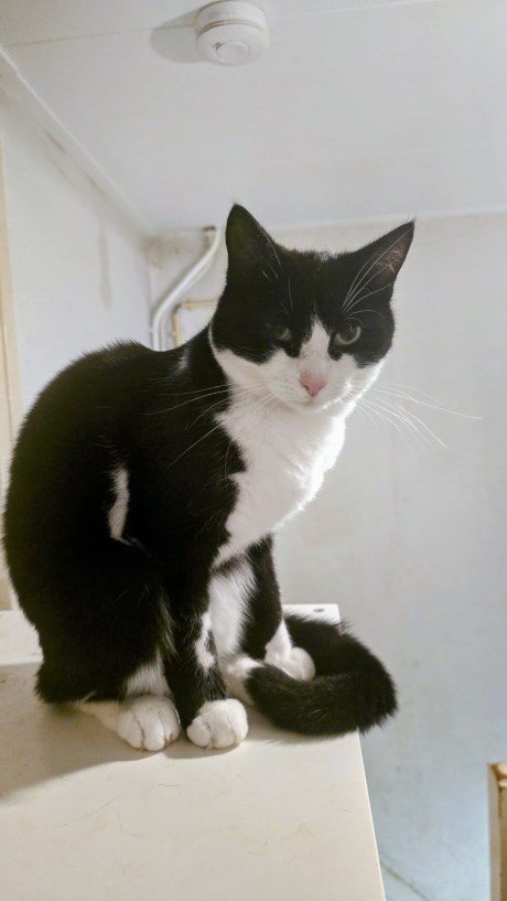 Kat Europese korthaar of huiskat