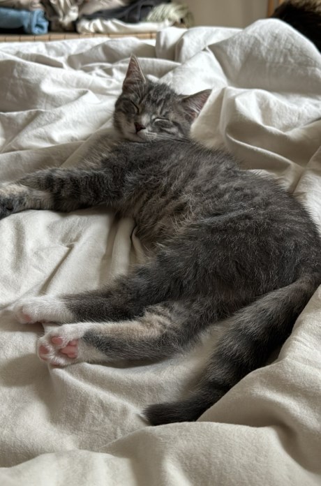 Kat Europese korthaar of huiskat