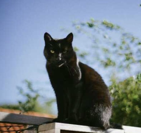 Kat Europese korthaar of huiskat