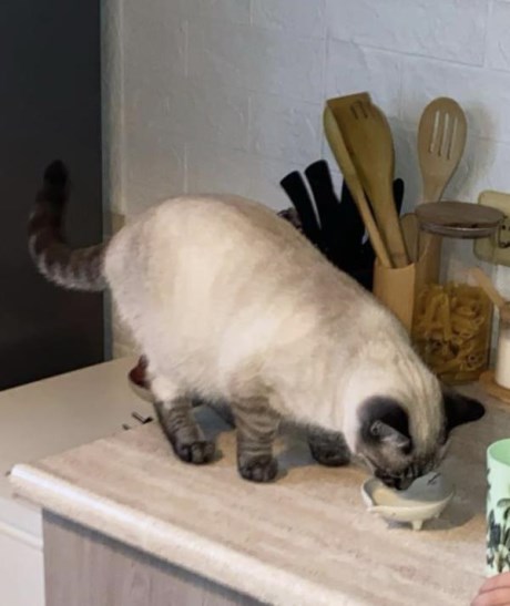 Kat Europese korthaar of huiskat