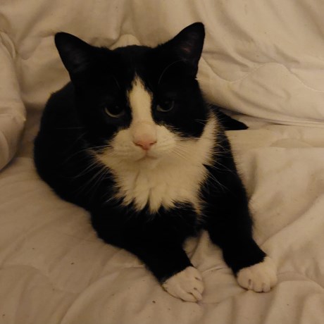 Kat Europese korthaar of huiskat