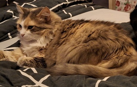 Kat Boskat/Siberisch