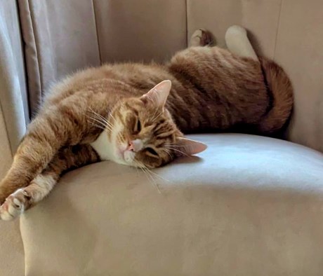 Kat Europese korthaar of huiskat