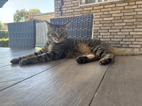 Kat Europese korthaar of huiskat