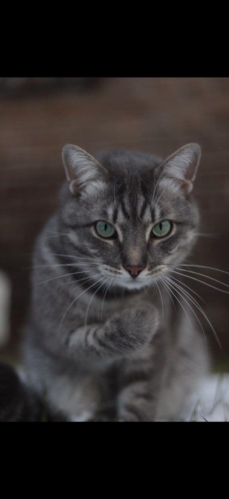 Kat Europese korthaar of huiskat