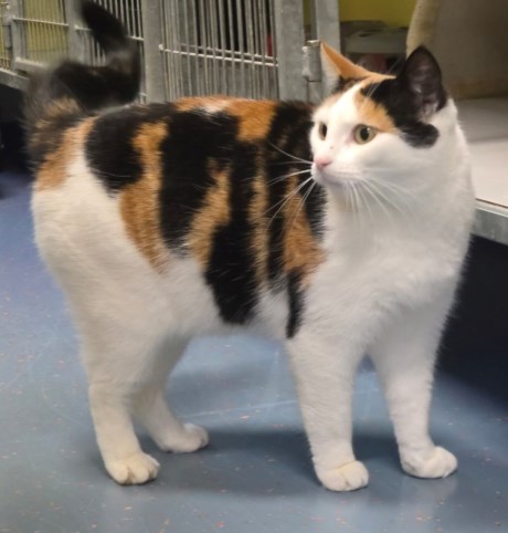 Kat Europese korthaar of huiskat