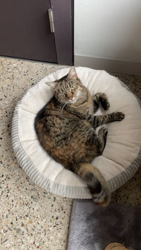 Kat Europese korthaar of huiskat